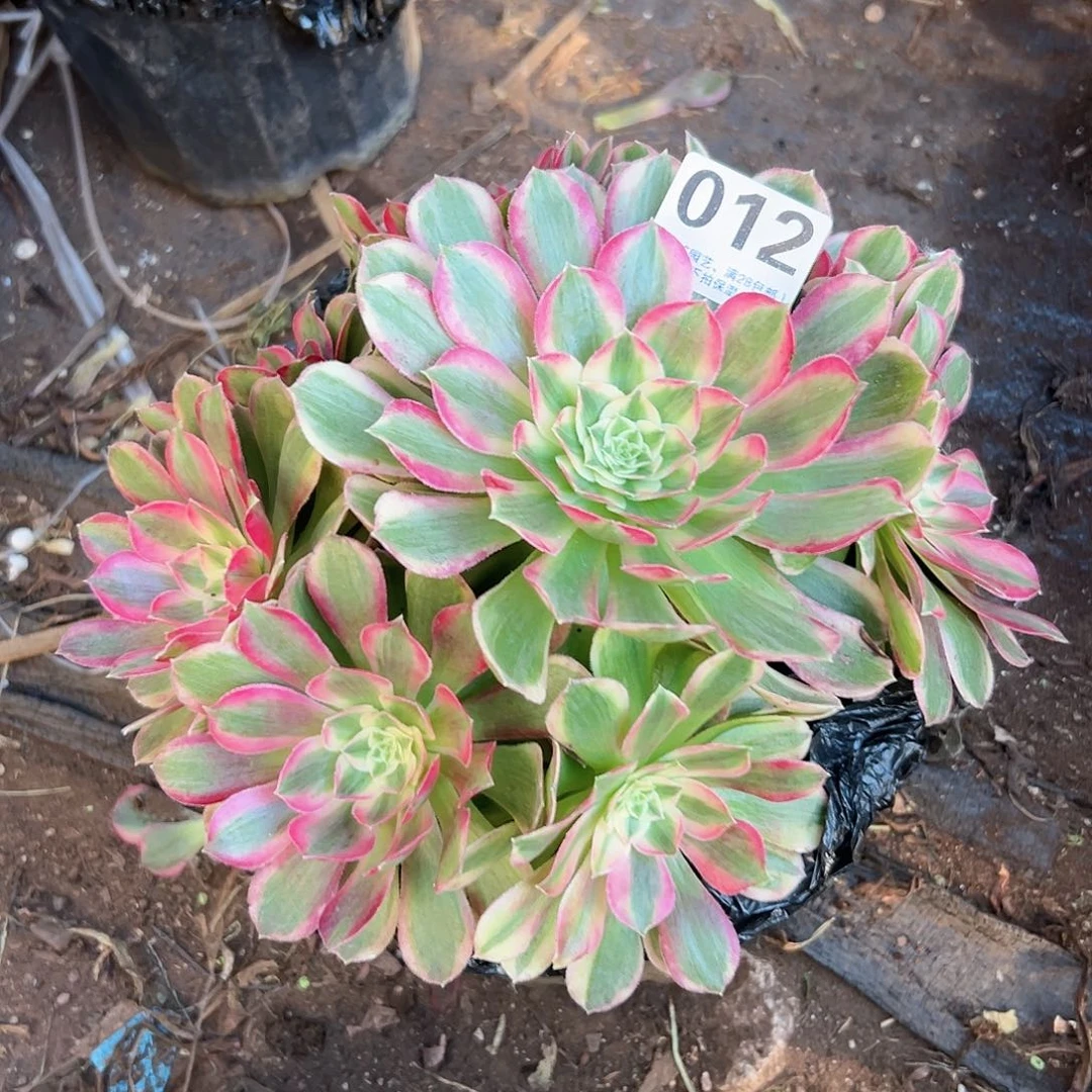 孔雀翎012多肉植物