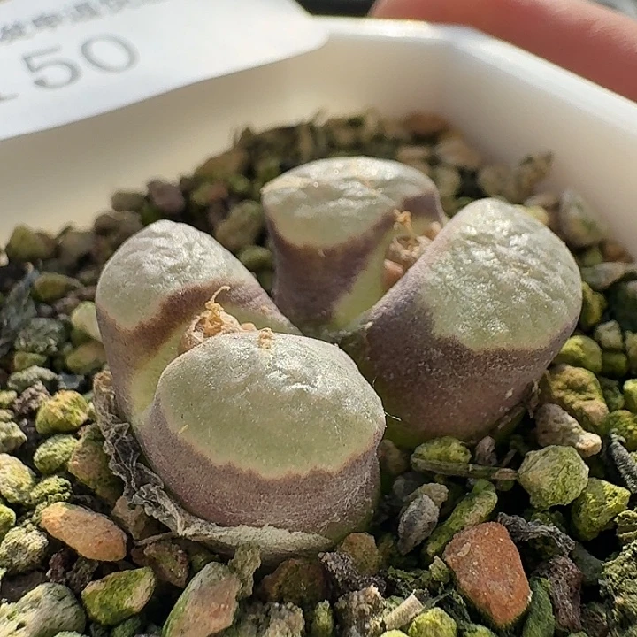 150 磁铁。        风铃