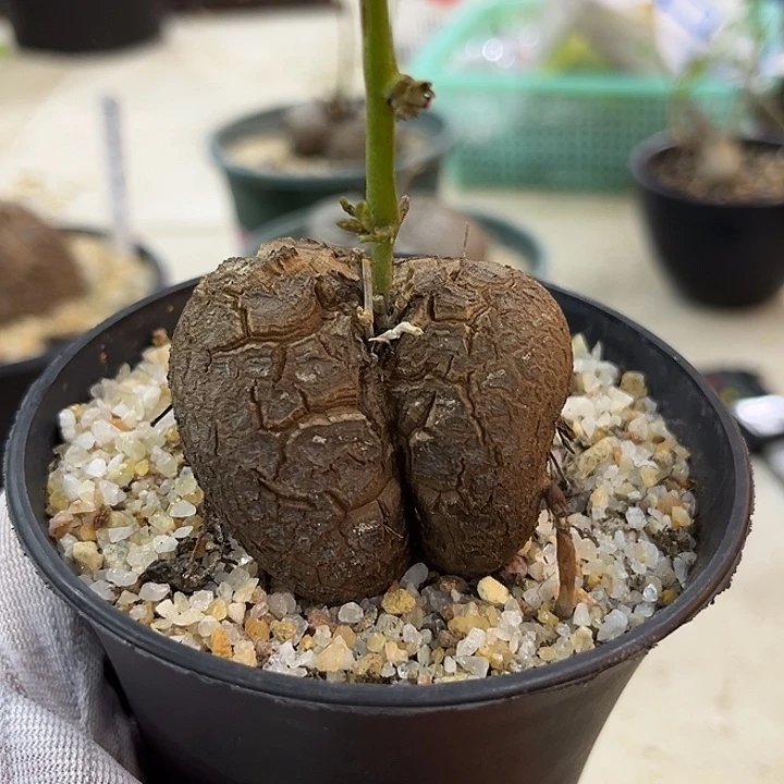 麻***牌汤圆植物龟甲龙哈