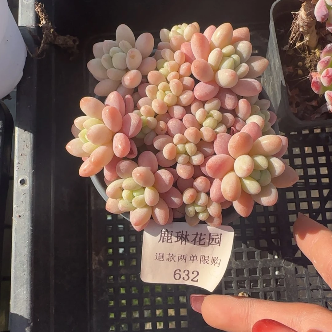 闪购精品多肉632号