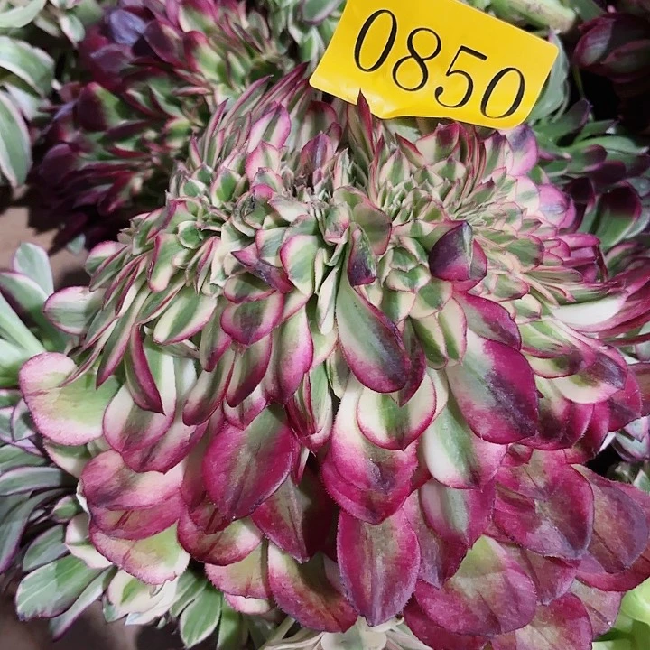 多肉植物荔枝缀0850