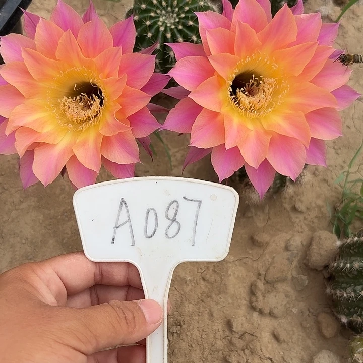 A087,cc142瑕疵歪头5cm