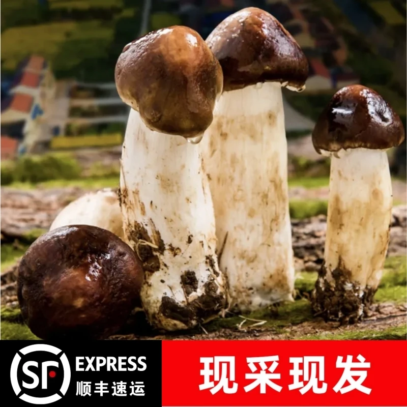 1四川新鲜赤松茸 林下生长保鲜食用美味现摘现发新鲜姬松茸