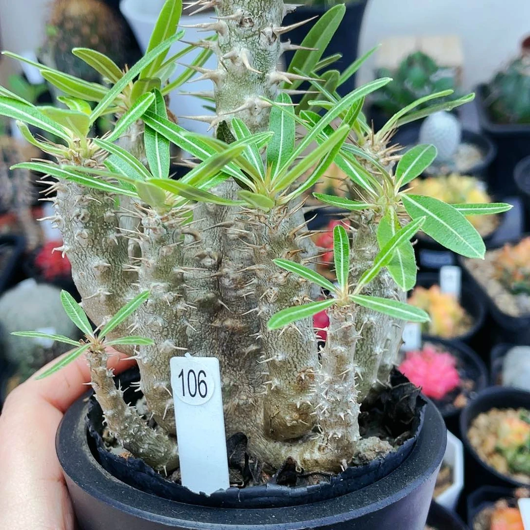 凯蒂非偏远地区满25包邮仙人球