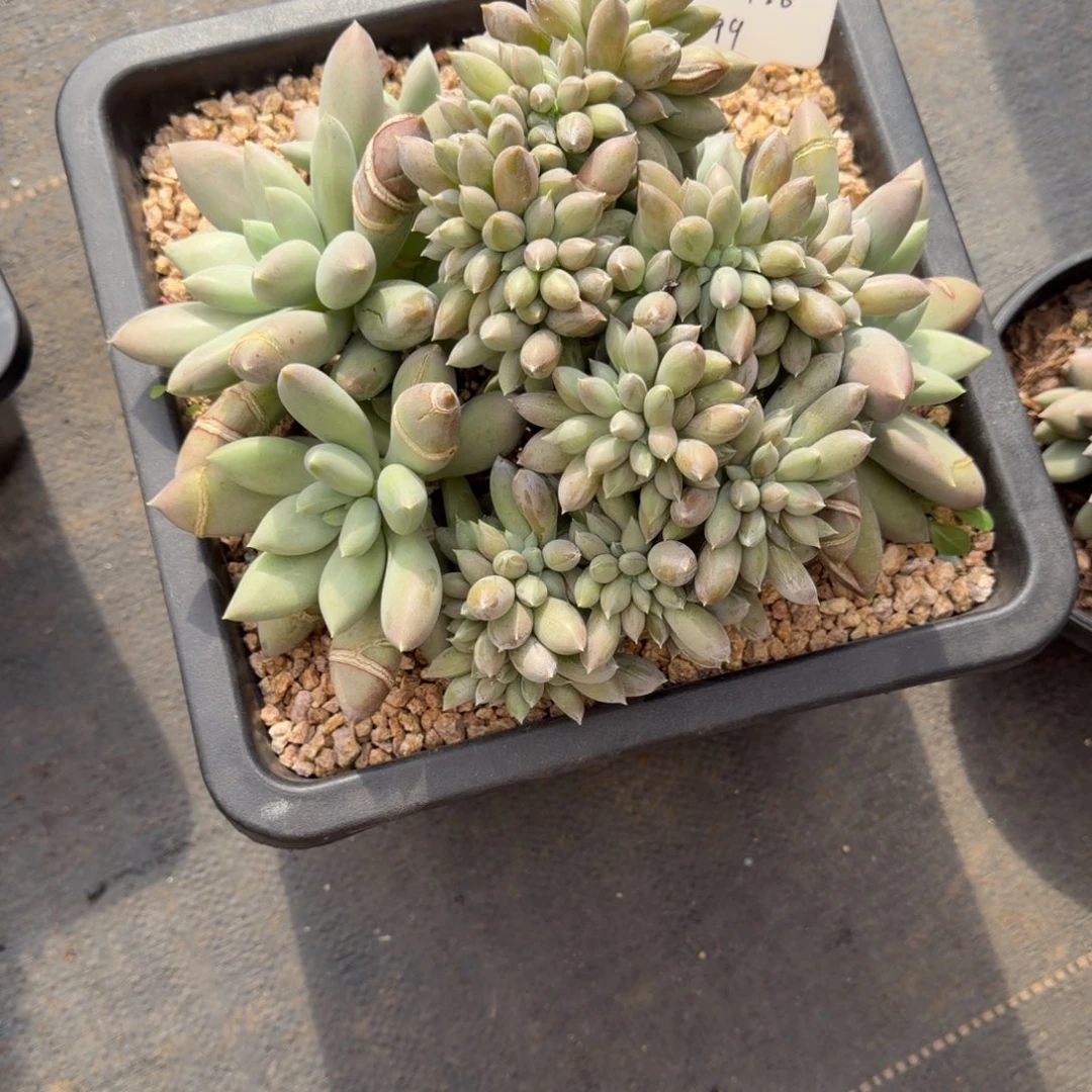 少***土一物一拍焦糖体哥特大缀99