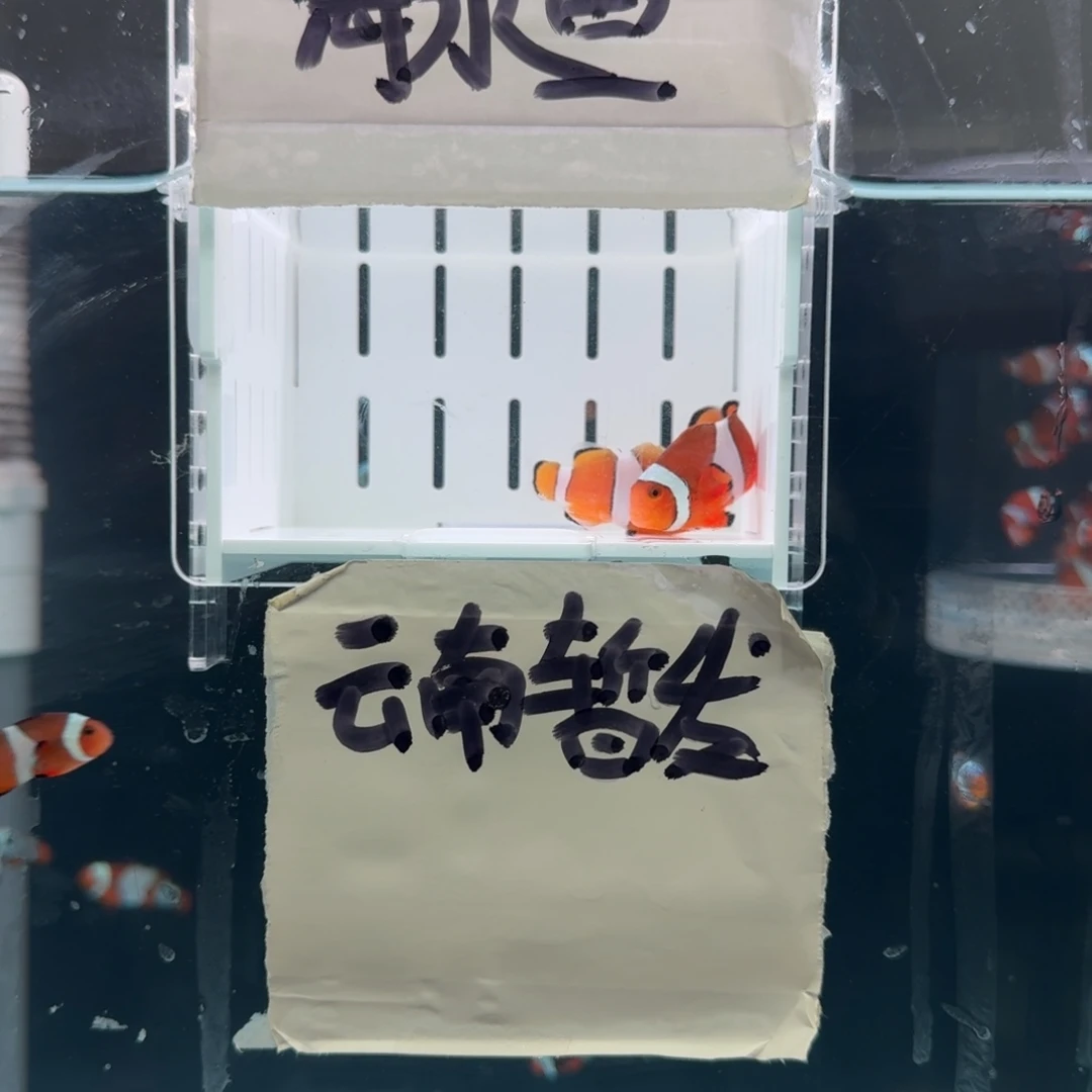 海水鱼4.5+配4黑边公子一对