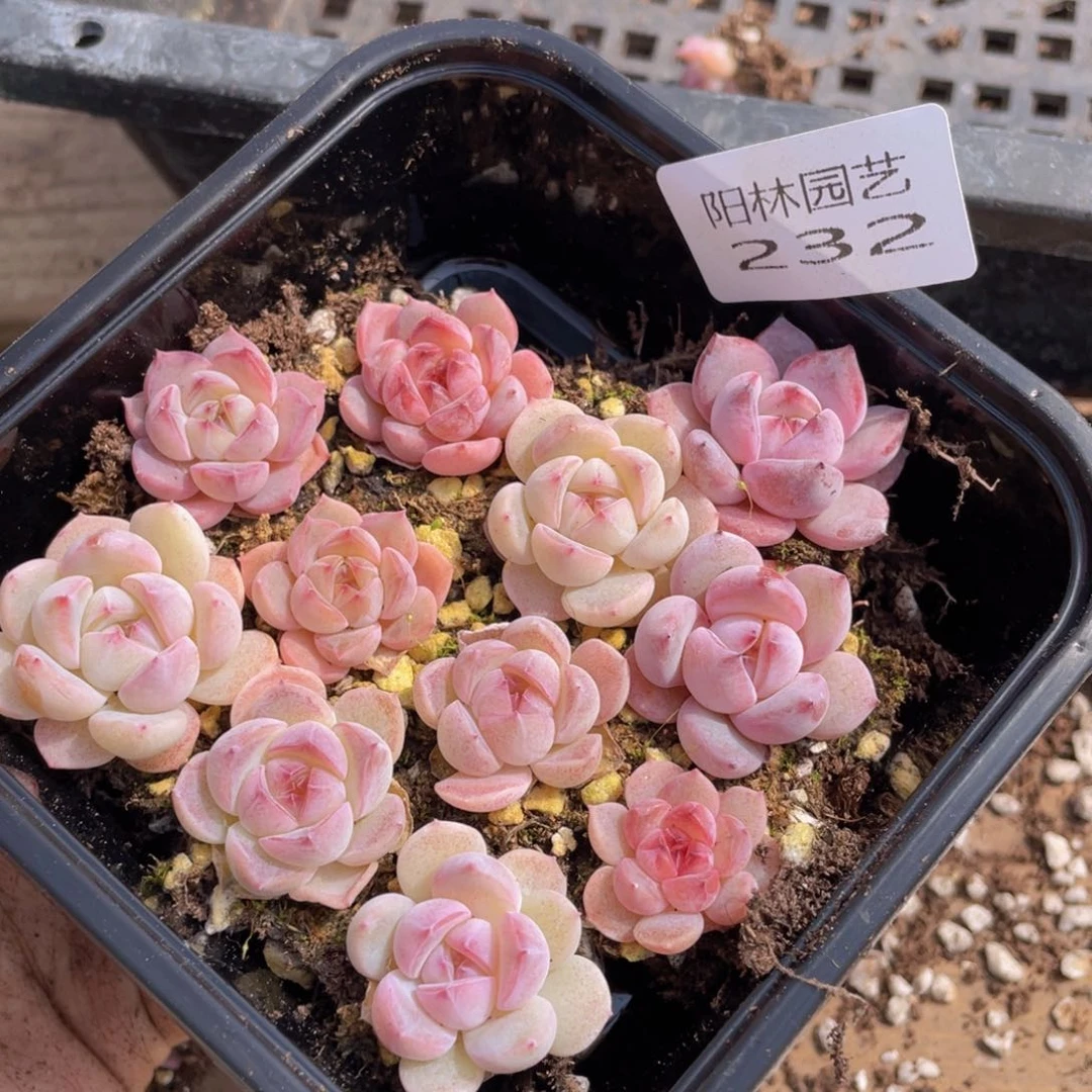 多肉植物多肉植物232