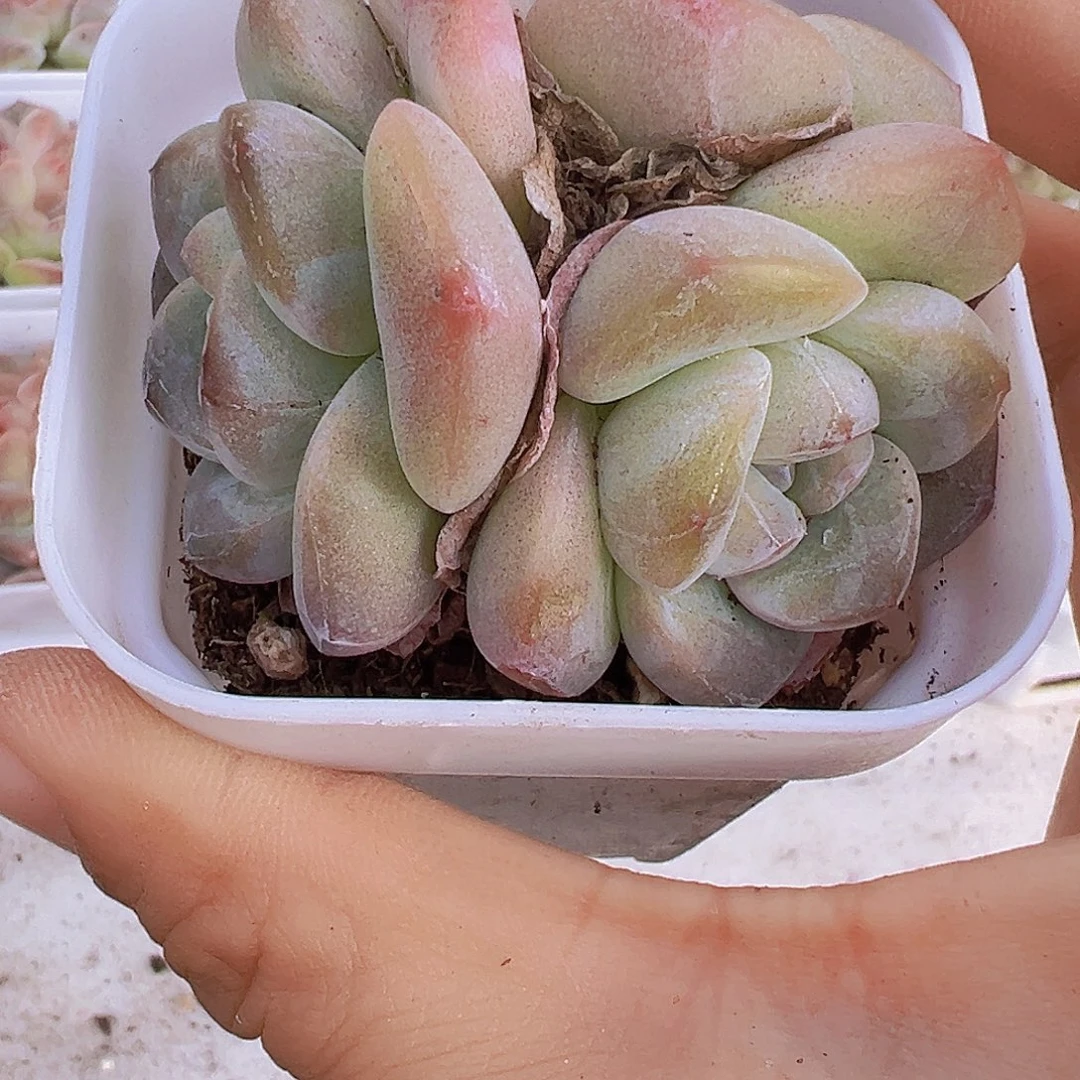 胖子墨玉群19包邮多肉
