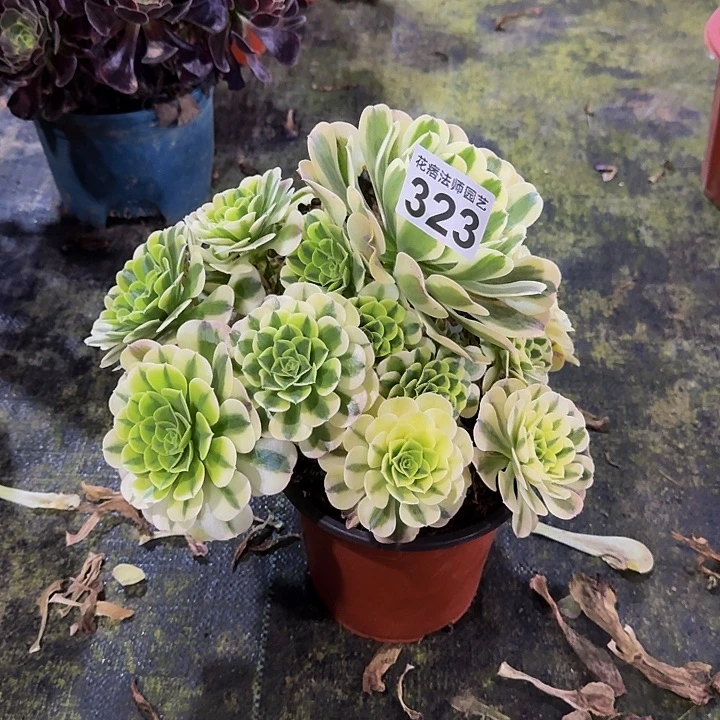 绿豆莎323000000000