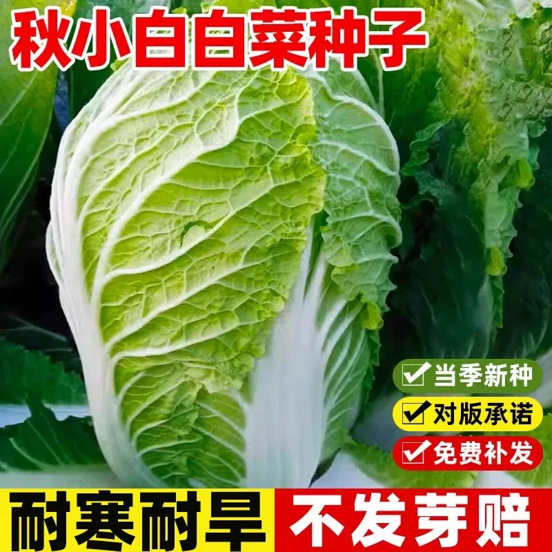 秋小白大白菜种子春夏秋播冬储白菜种籽高产抗病耐热耐寒蔬菜种子