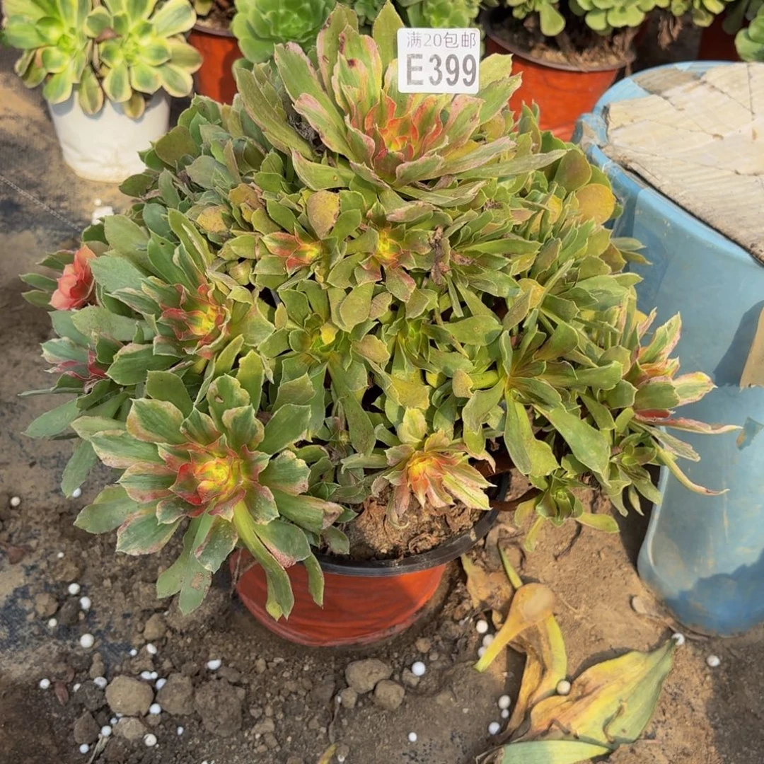 399多肉植物捧花的