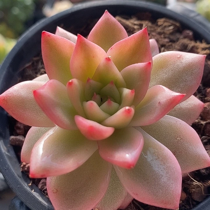 厚叶粉蓝鸟复轮锦多肉