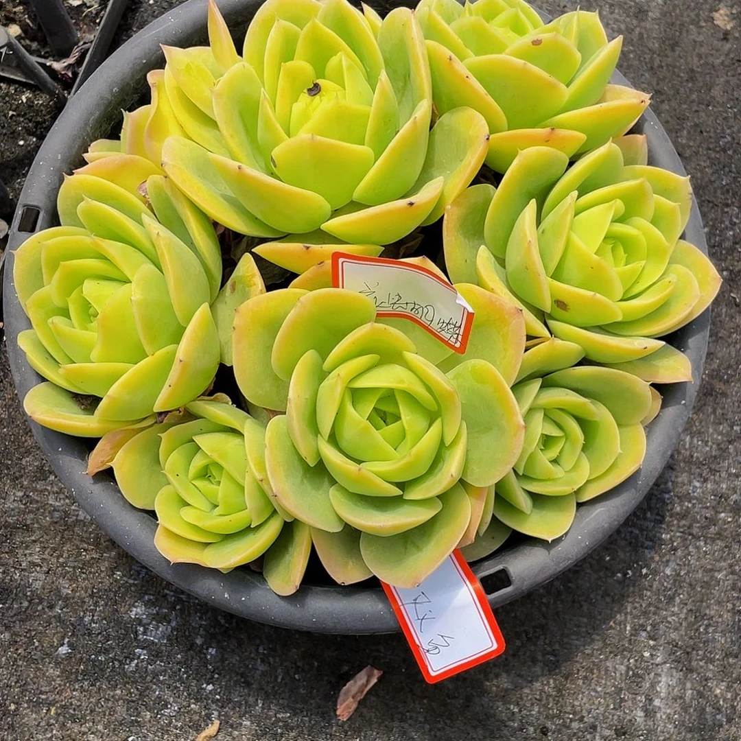 双****辛纳塔多肉植物群