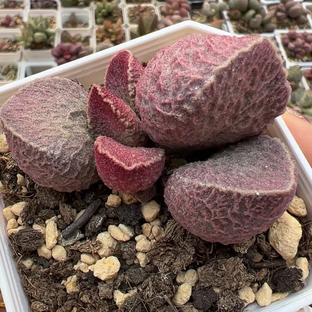 猪肝多肉植物水泡