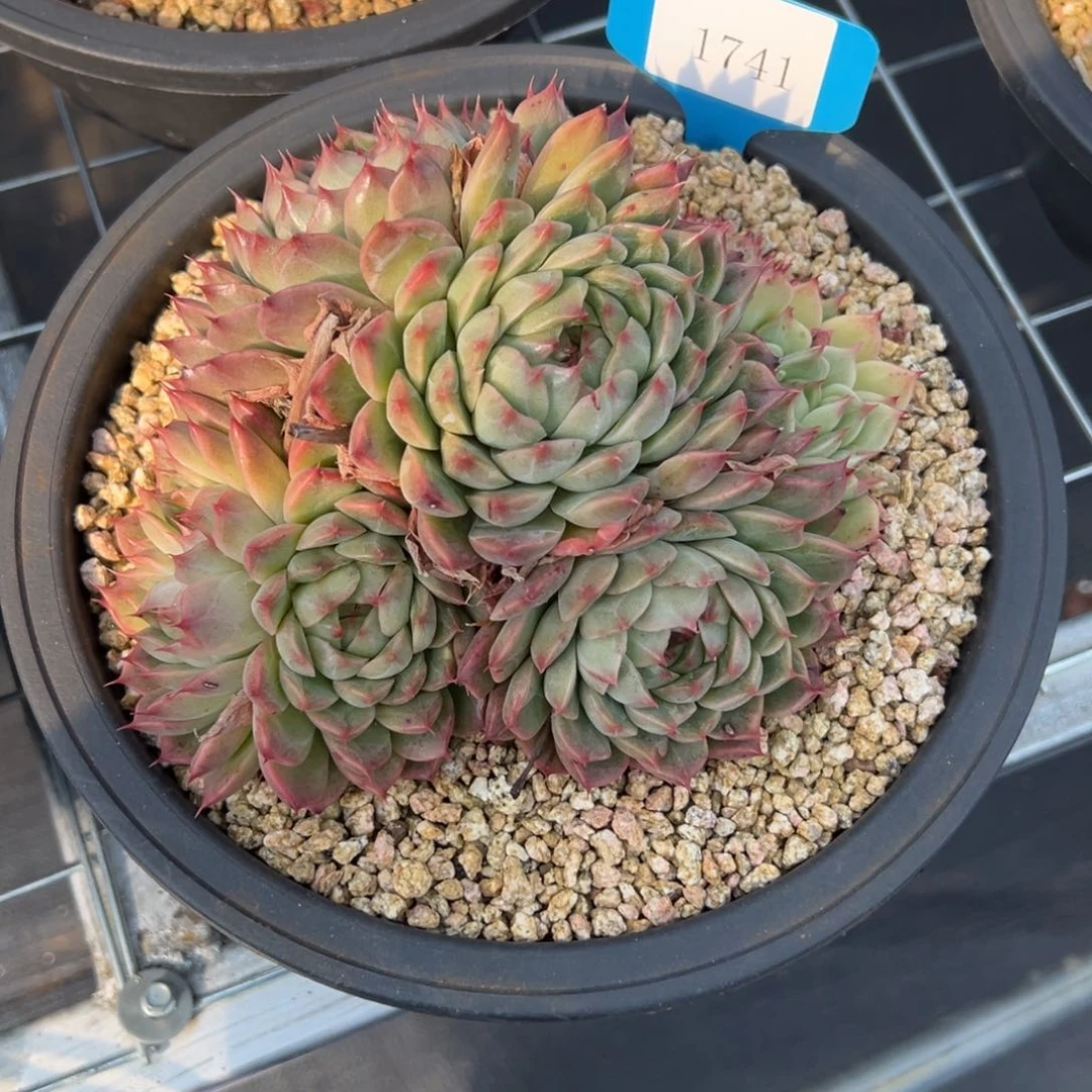 金**串1741多肉多多多多多