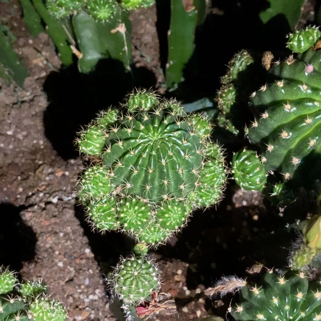 新品丽花秋香一圈崽母本绣谱