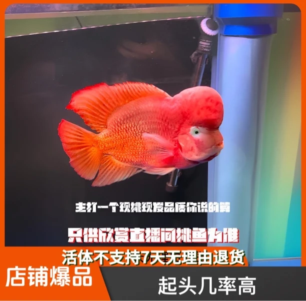 高品质艳红古典罗汉鱼苗（2-4cm）起头几率高、三鳍不拉丝、长身板