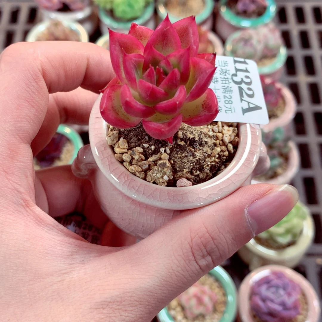 5厘米盆精控多肉1132