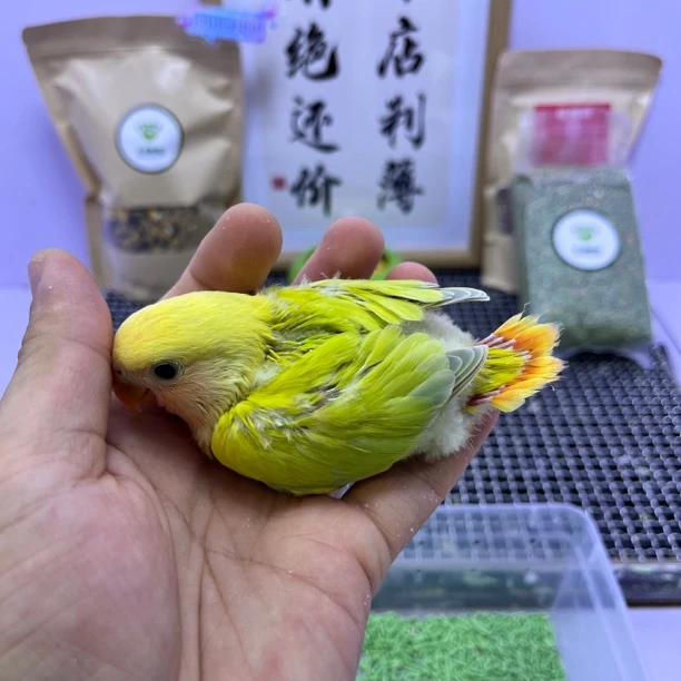 牡丹鹦鹉-精品红头澳闪母H67076