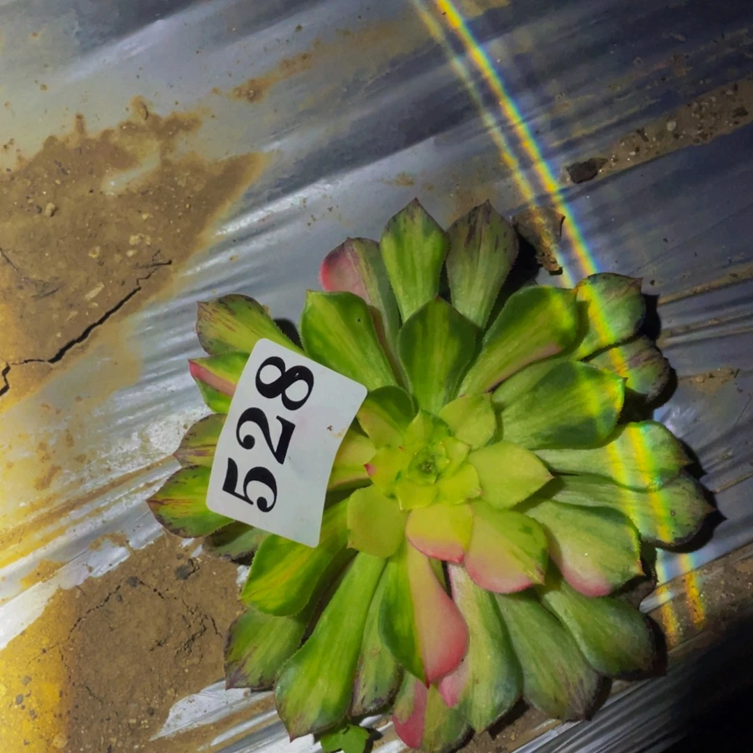 知否多肉植物多肉528