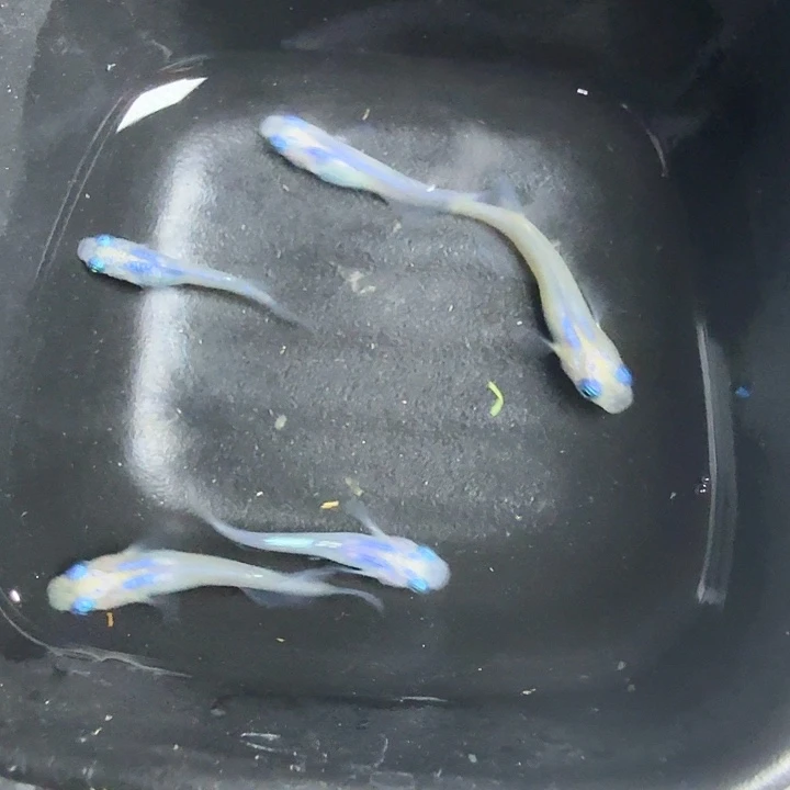 青鳉95号拍品水滴5条