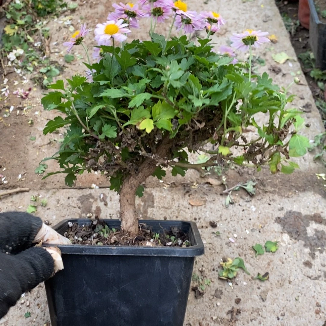 人***味无花朵盆景盆景盆景48