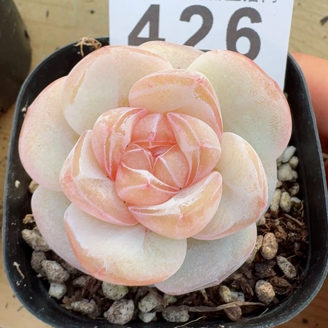 桃贝贝         精品多肉