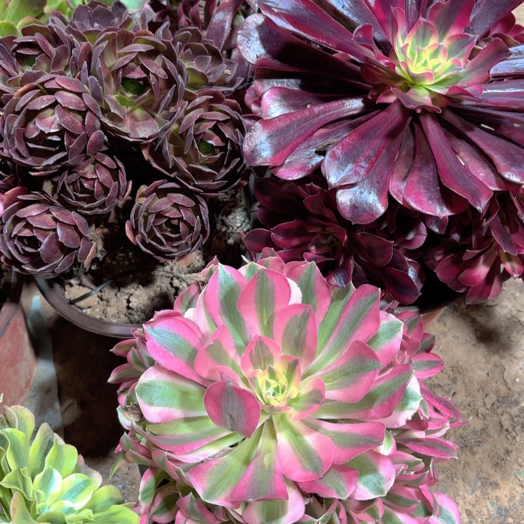 美杜莎，七彩女巫，红玫瑰绣球19.8