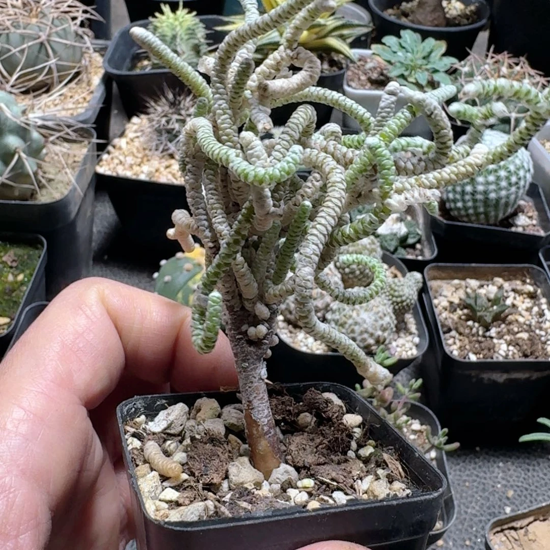 673银蚕实生脱土发货