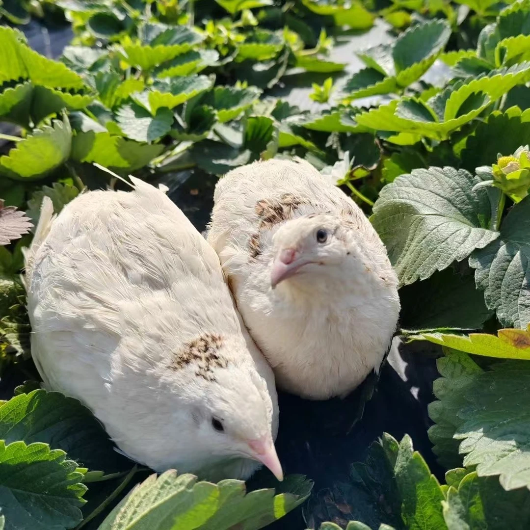 新鲜巨型白沙维鹌鹑受精种蛋可孵化肉鹌鹑种蛋