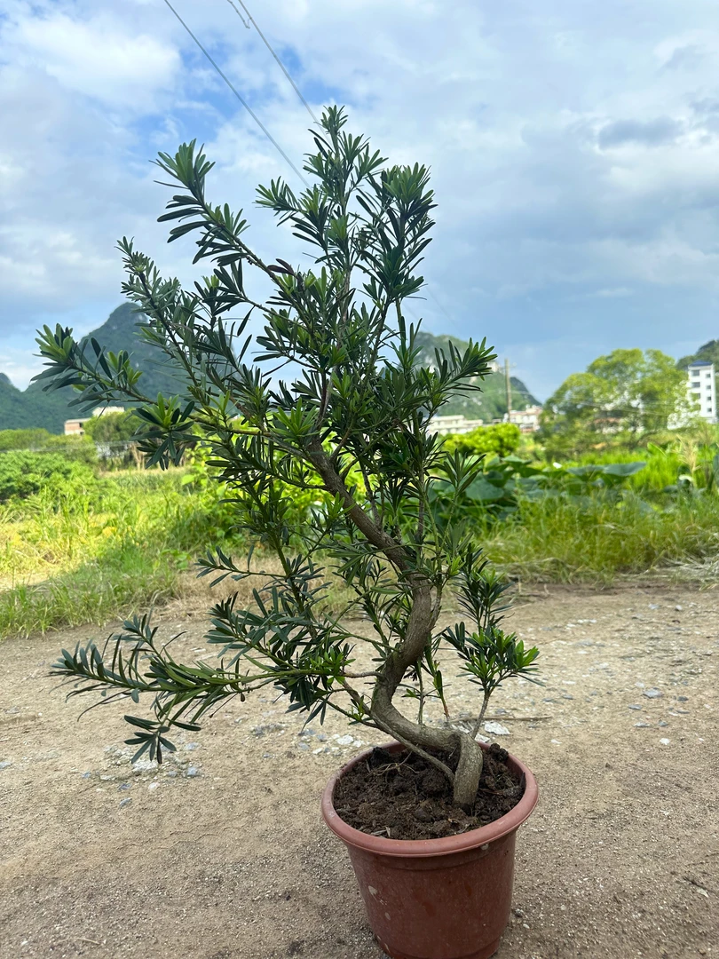 【小叶雀舌菊花心】造型罗汉松盆景老桩绿植四季常青宜室外阳台庭院