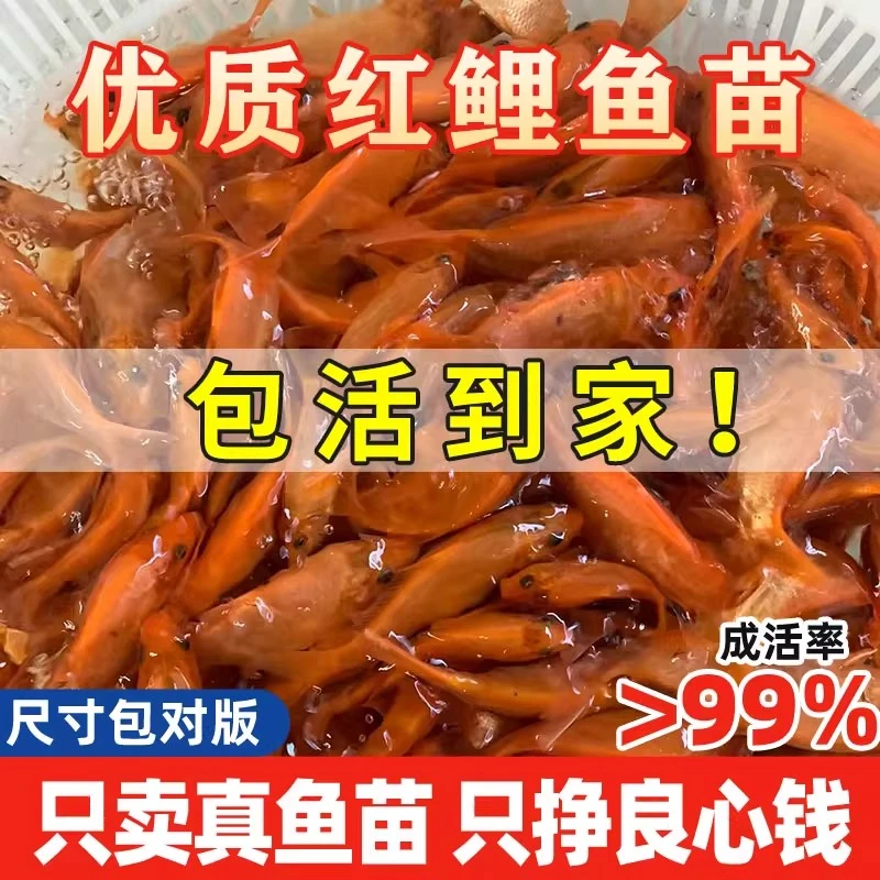 红鲤鱼苗淡水养殖食用活体鲤鱼苗大红兴国鲤鱼鱼苗耐活冷水小鱼苗