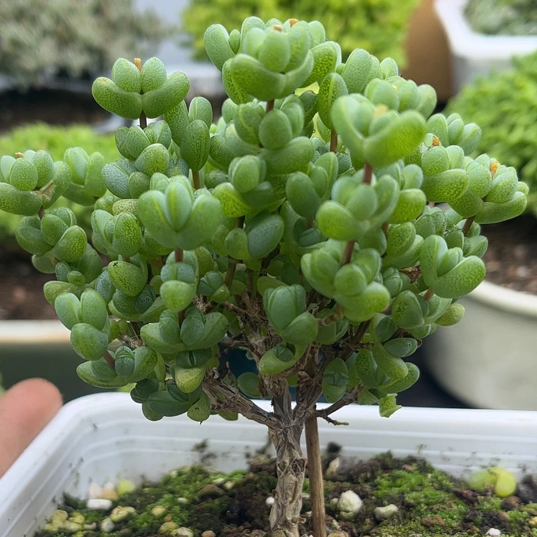 43元宝优选枝干番杏