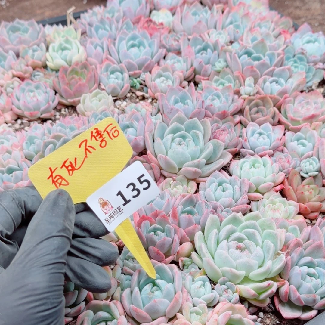 多肉植物多肉植物
