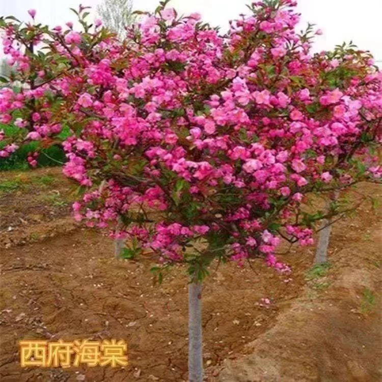 海棠树苗庭院地栽高杆西府海棠垂丝海棠花耐寒植物花北美海棠包邮
