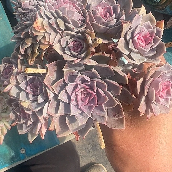 安娜缀化111111111