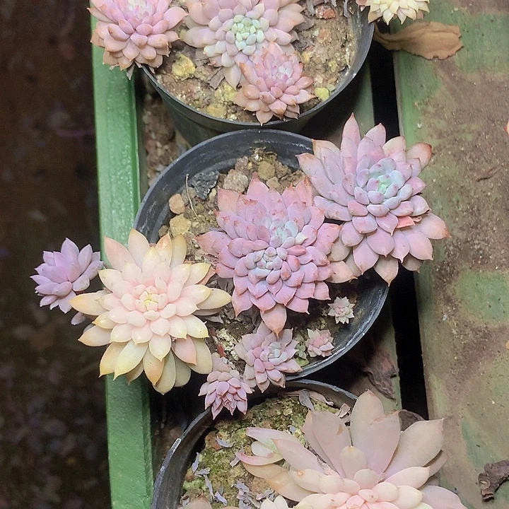 小蓝衣锦群脱土发