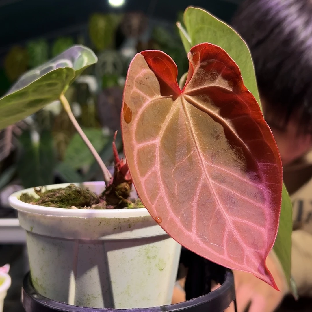 完全开放红水晶*撕裂纹