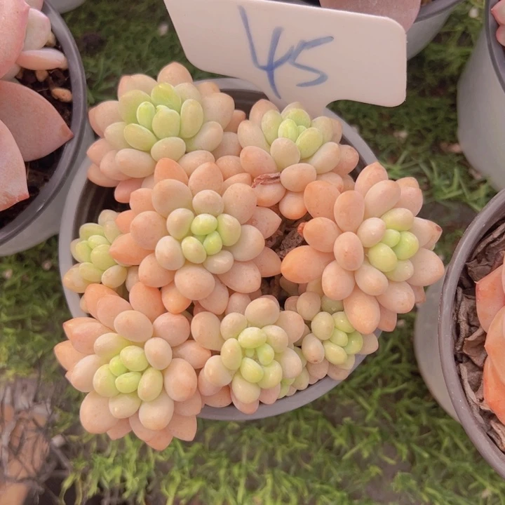 健健康康平平安安