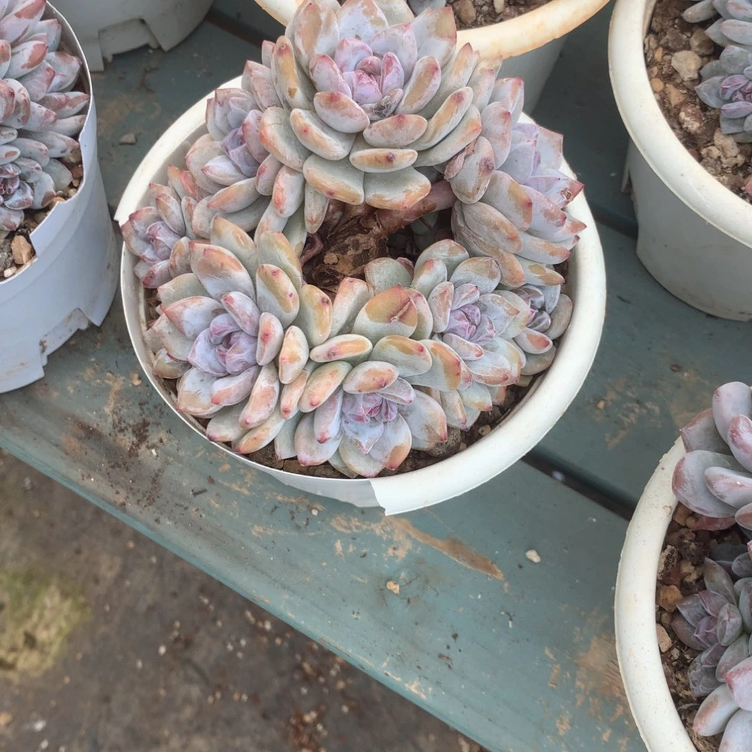 甜****无花朵甜茶哈哈哈哈哈哈哈哈