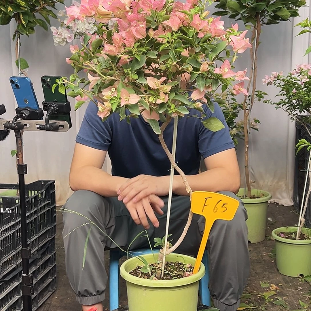 第****当前无花栽培后可以开花F65卡亚塔