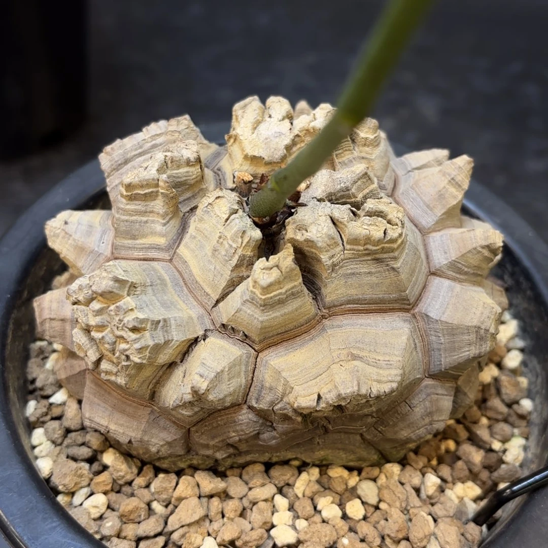 10号日系龟甲龙带盆包邮尺寸10.4