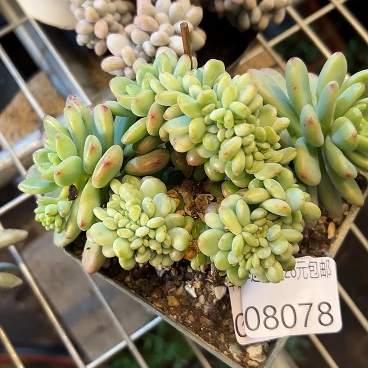 幸运的是我还没遇到过这样