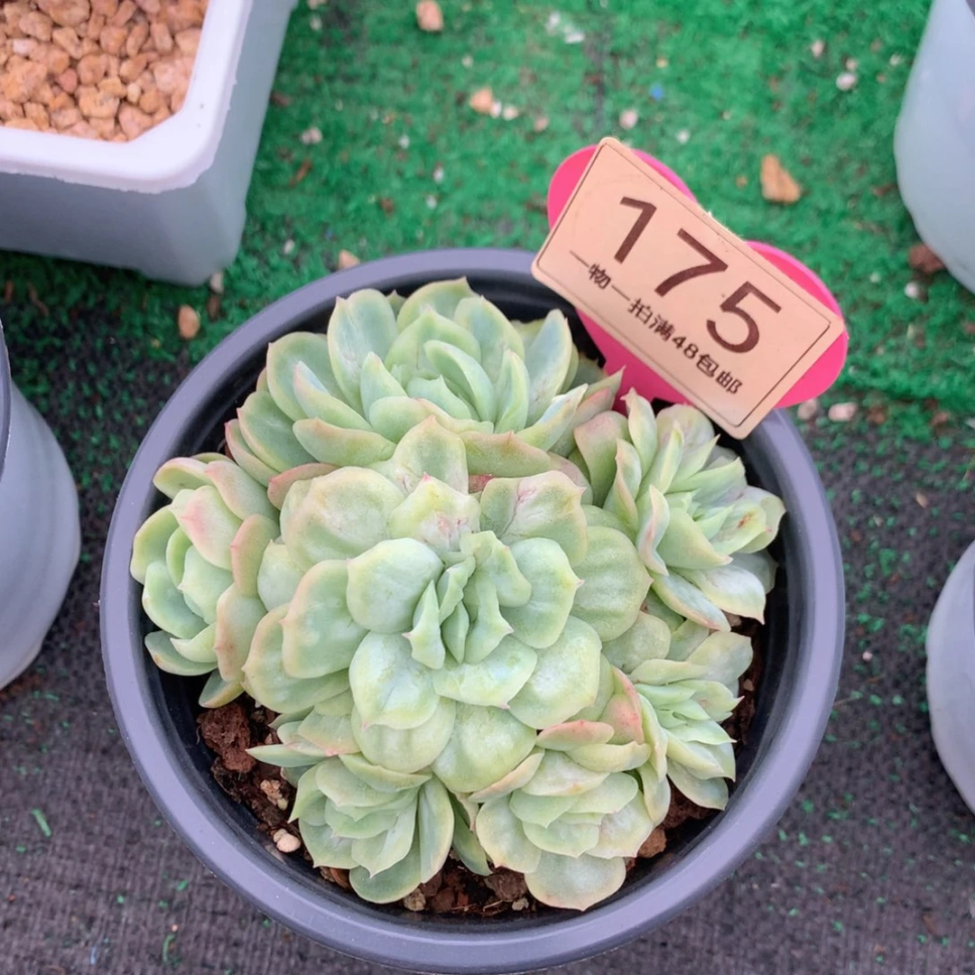 泡泡纱裙无砍捧花175