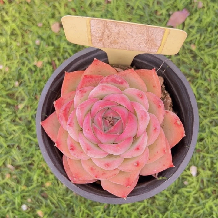 健健康康平平安安