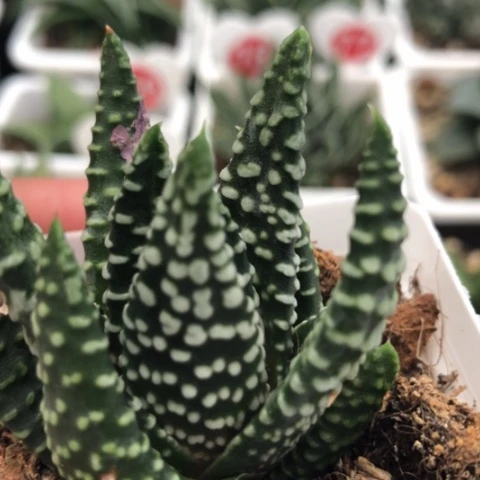 大尤泪珠硬叶有伤