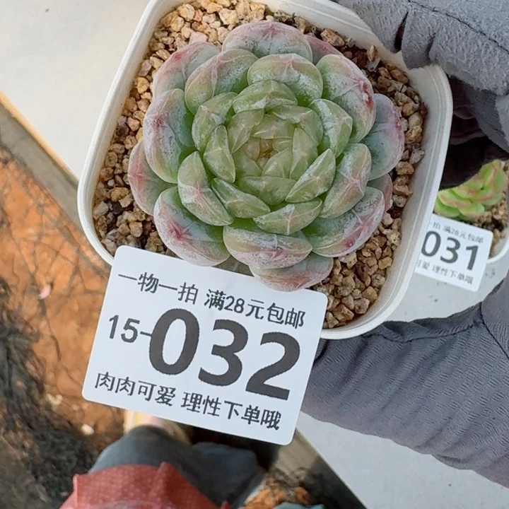 白恋多肉多肉多肉多肉多肉多肉
