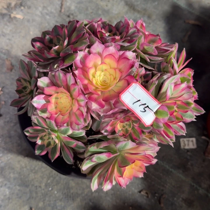 115号倾城法师植物