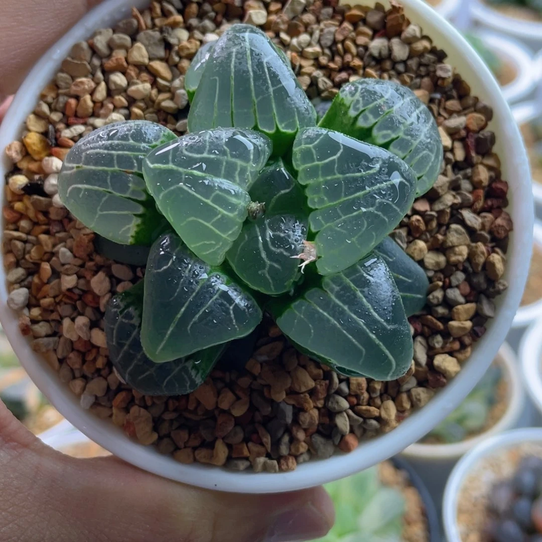 淡**风粉色甜心克。