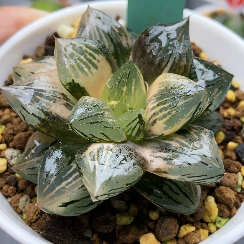 【闪购商品】蜀***头玉潭锦43